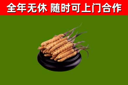 江华县回收冬虫夏草