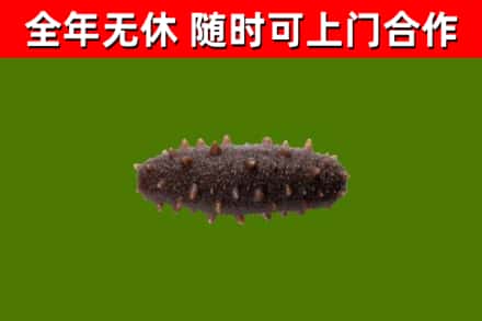 江华县回收海参干